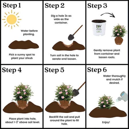 Proven Winners Camellia Just Chill Red Tip (1 Gallon) - Image 6