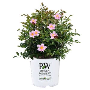 Proven Winners Camellia Just Chill Red Tip (1 Gallon)