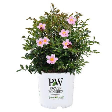 Proven Winners Camellia Just Chill Red Tip (1 Gallon)