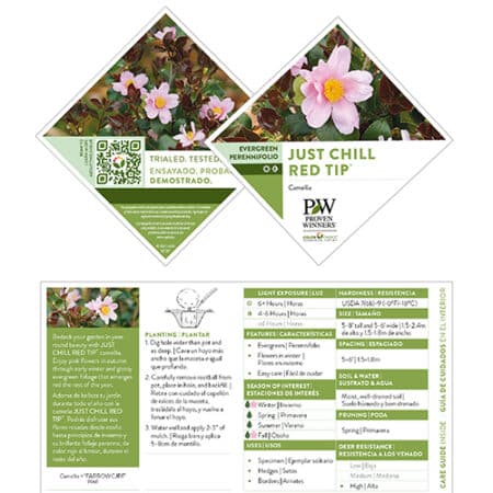 Proven Winners Camellia Just Chill Red Tip (1 Gallon) - Image 4