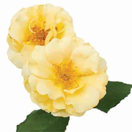The Buttercream Drift® Rose Plant with Light Yellow Blooms (2 Gallon) - Image 2