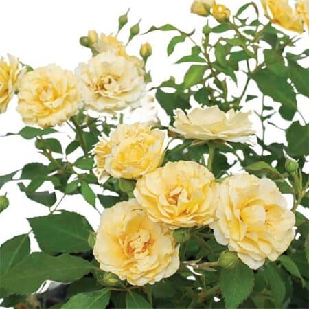 The Buttercream Drift® Rose Plant with Light Yellow Blooms (2 Gallon) - Image 3