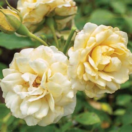 The Buttercream Drift® Rose Plant with Light Yellow Blooms (2 Gallon) - Image 4