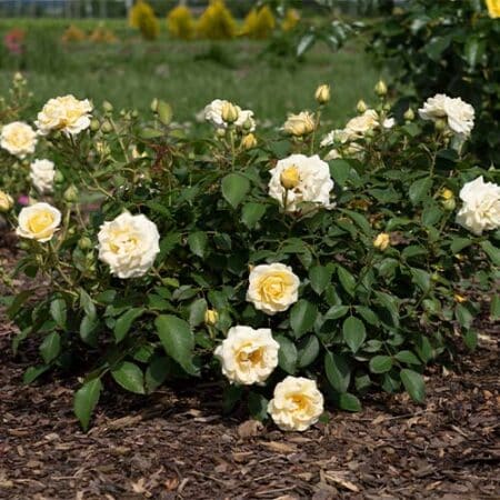 The Buttercream Drift® Rose Plant with Light Yellow Blooms (2 Gallon) - Image 5