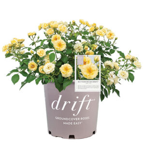 The Buttercream Drift® Rose Plant with Light Yellow Blooms (2 Gallon)