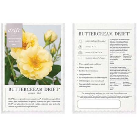 The Buttercream Drift® Rose Plant with Light Yellow Blooms (2 Gallon) - Image 6