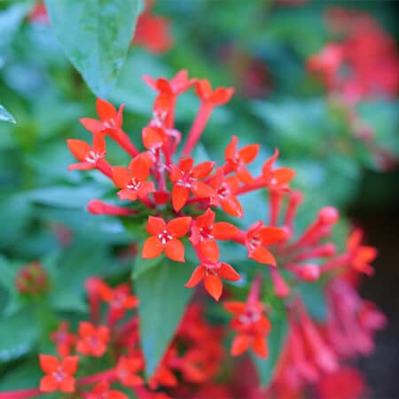 Proven Winners Estrellita Scarlet Firecracker Shrub (2 Gallon) - Image 2
