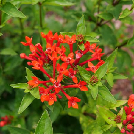 Proven Winners Estrellita Scarlet Firecracker Shrub (2 Gallon) - Image 4