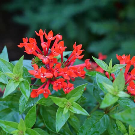 Proven Winners Estrellita Scarlet Firecracker Shrub (2 Gallon) - Image 3