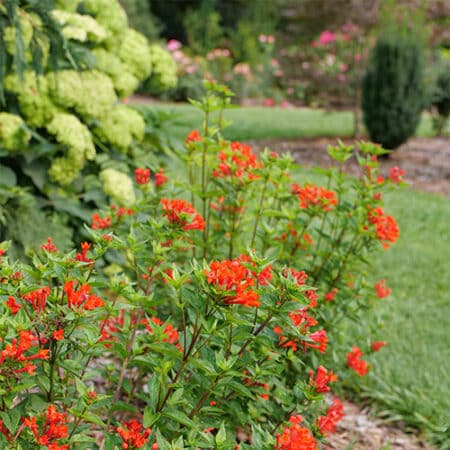 Proven Winners Estrellita Scarlet Firecracker Shrub (2 Gallon) - Image 6