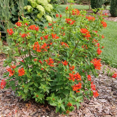 Proven Winners Estrellita Scarlet Firecracker Shrub (2 Gallon) - Image 5
