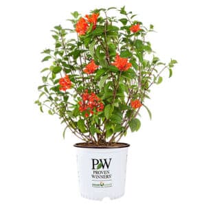 Proven Winners Estrellita Scarlet Firecracker Shrub (2 Gallon)