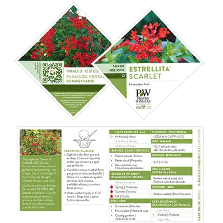 Proven Winners Estrellita Scarlet Firecracker Shrub (2 Gallon) - Image 7