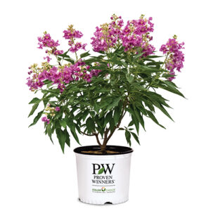 Proven Winners Desert Orchid El Niño Shrub (2 Gallon)