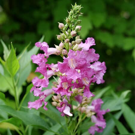 Proven Winners Desert Orchid El Niño Shrub (2 Gallon) - Image 2