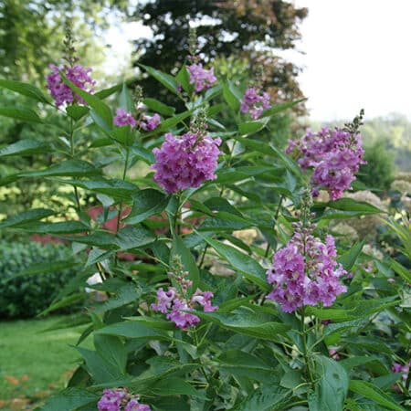 Proven Winners Desert Orchid El Niño Shrub (2 Gallon) - Image 4