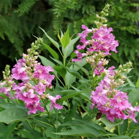 Proven Winners Desert Orchid El Niño Shrub (2 Gallon) - Image 3