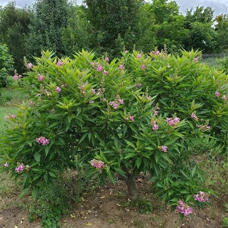 Proven Winners Desert Orchid El Niño Shrub (2 Gallon) - Image 5