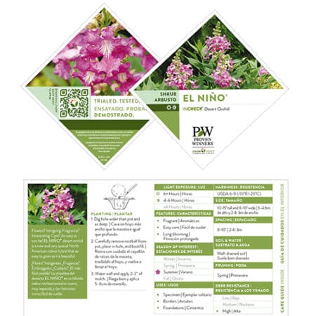 Proven Winners Desert Orchid El Niño Shrub (2 Gallon) - Image 6
