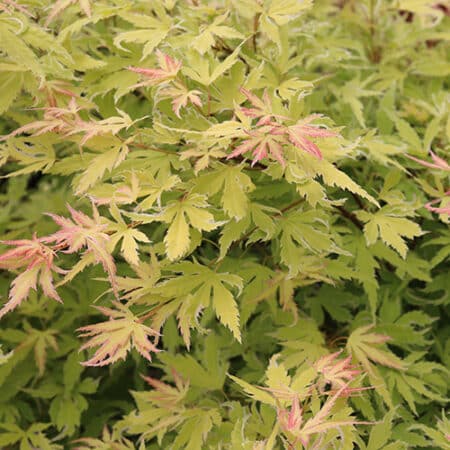 Proven Winners Metamorphosa Japanese Maple Shrub (2 Gallon) - Image 2