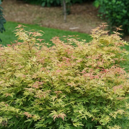 Proven Winners Metamorphosa Japanese Maple Shrub (2 Gallon) - Image 4