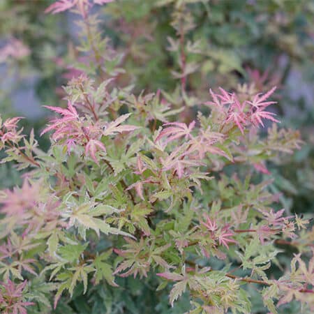 Proven Winners Metamorphosa Japanese Maple Shrub (2 Gallon) - Image 3