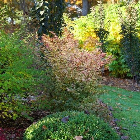 Proven Winners Metamorphosa Japanese Maple Shrub (2 Gallon) - Image 6