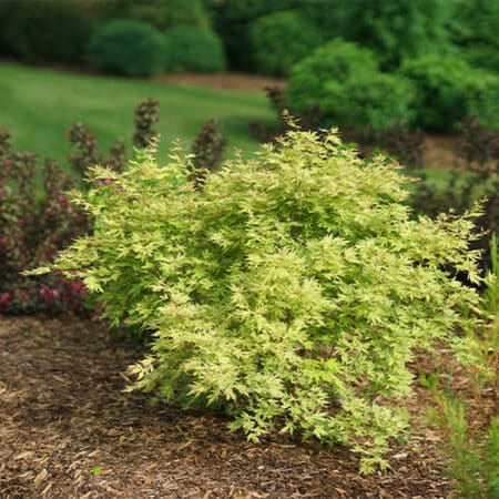 Proven Winners Metamorphosa Japanese Maple Shrub (2 Gallon) - Image 5