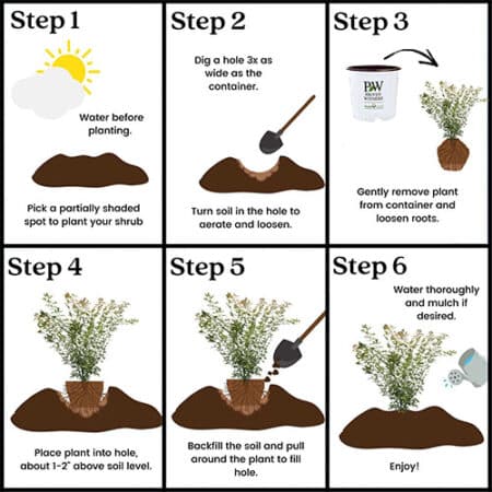 Proven Winners Metamorphosa Japanese Maple Shrub (2 Gallon) - Image 9