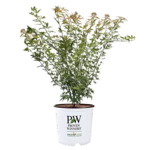 Proven Winners Metamorphosa Japanese Maple Shrub (2 Gallon)