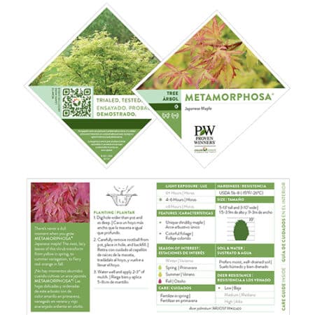 Proven Winners Metamorphosa Japanese Maple Shrub (2 Gallon) - Image 7