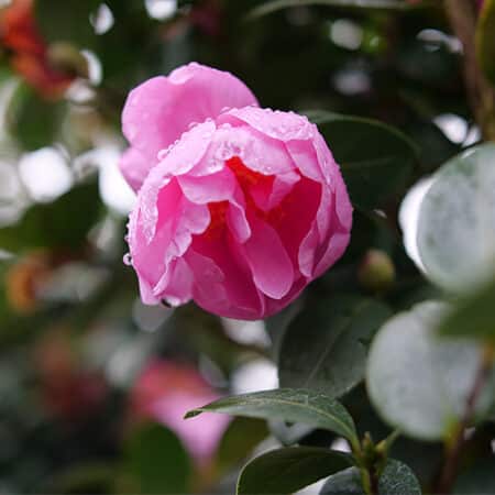 Proven Winners Camellia Just Chill Double Mauve (1 Gallon) - Image 3