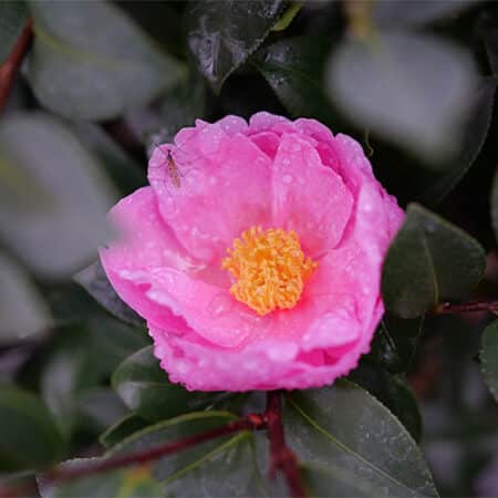 Proven Winners Camellia Just Chill Double Mauve (1 Gallon) - Image 2