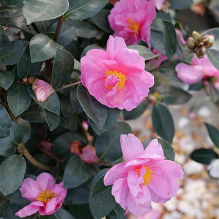 Proven Winners Camellia Just Chill Double Mauve (1 Gallon) - Image 4