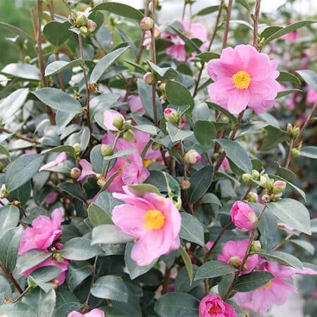 Proven Winners Camellia Just Chill Double Mauve (1 Gallon) - Image 5