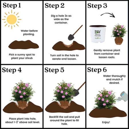 Proven Winners Camellia Just Chill Double Mauve (1 Gallon) - Image 8