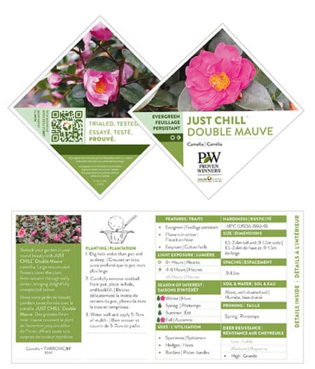Proven Winners Camellia Just Chill Double Mauve (1 Gallon) - Image 6