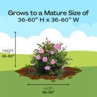 Proven Winners Camellia Just Chill Double Mauve (1 Gallon