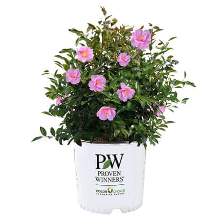 Proven Winners Camellia Just Chill Double Mauve (1 Gallon)