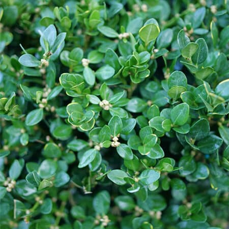 Proven Winners Boxwood Neatball Shrub (1 Gallon) - Image 2