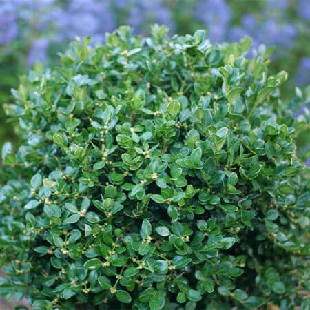 Proven Winners Boxwood Neatball Shrub (1 Gallon) - Image 3