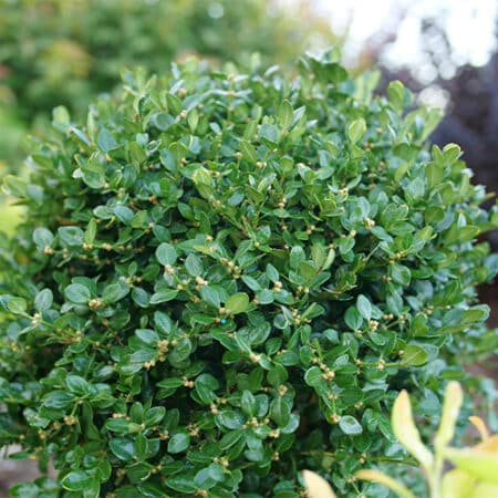 Proven Winners Boxwood Neatball Shrub (1 Gallon) - Image 4