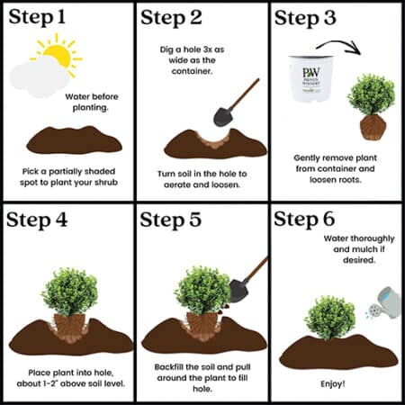 Proven Winners Boxwood Neatball Shrub (1 Gallon) - Image 7