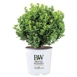 Proven Winners Boxwood Neatball Shrub (1 Gallon)