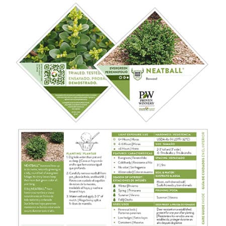 Proven Winners Boxwood Neatball Shrub (1 Gallon) - Image 5