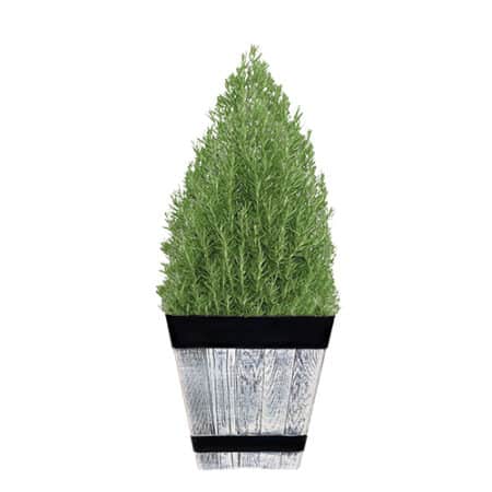 Rosemary Shrub, Decorative 11" Square Whiskey Barrel Planter