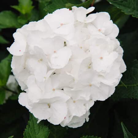Endless Summer Hydrangea Dream Cloud Shrub - Image 2