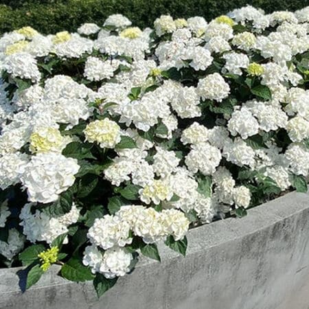 Endless Summer Hydrangea Dream Cloud Shrub - Image 3