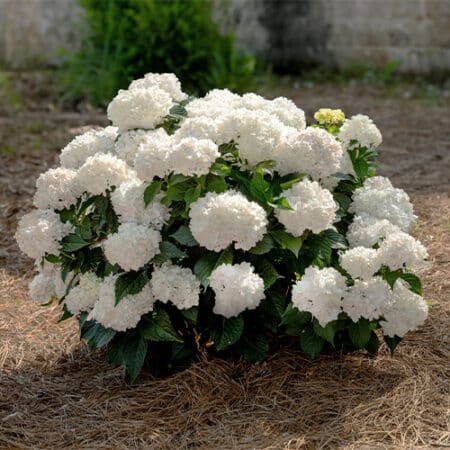 Endless Summer Hydrangea Dream Cloud Shrub - Image 4