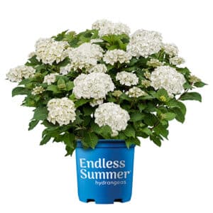 Endless Summer Hydrangea Dream Cloud Shrub